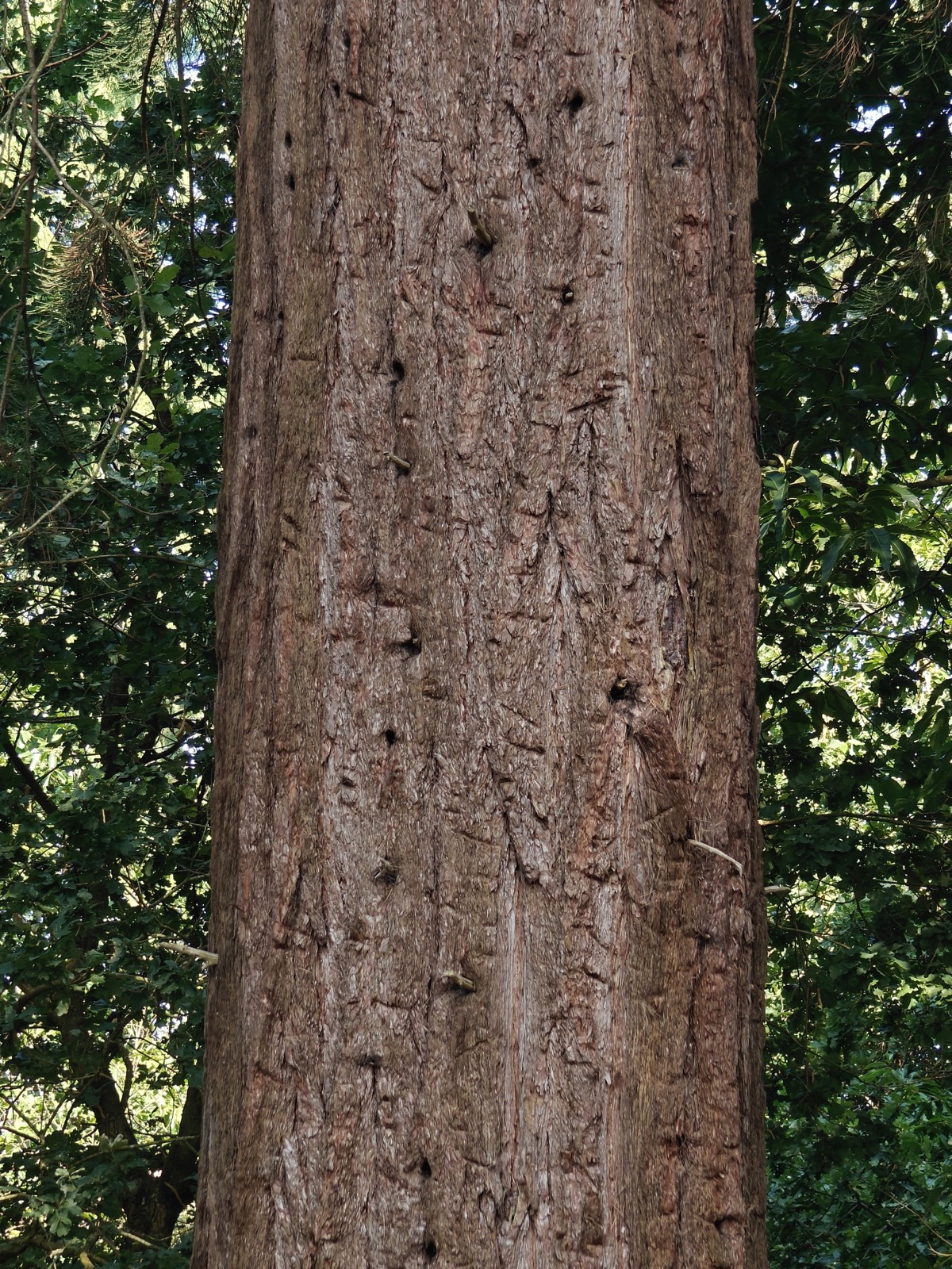 Bark