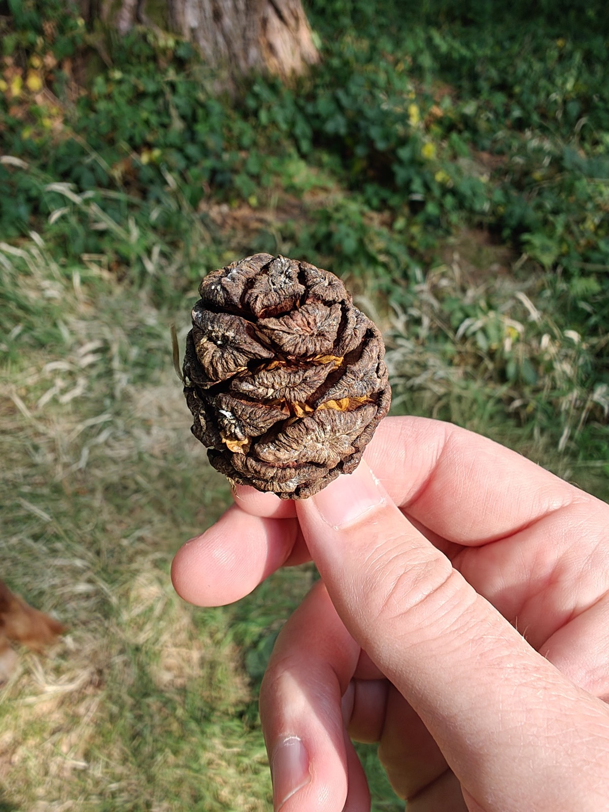 Cone